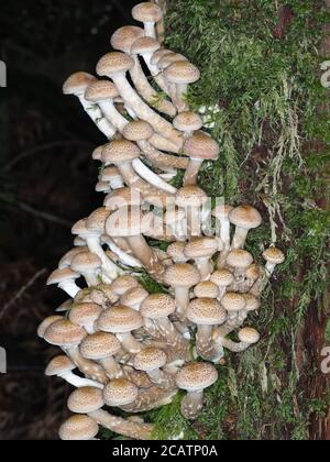 Beaucoup de champignons miel (Armillaria sp.) Banque D'Images