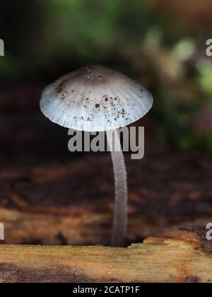 Petit champignon bleu Banque D'Images