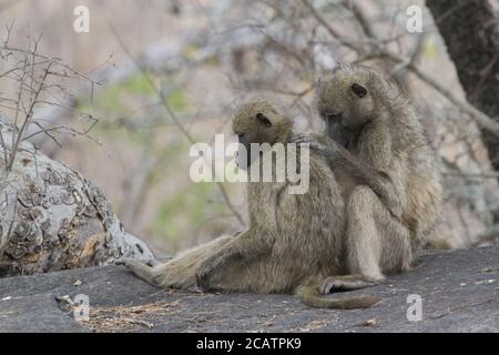 Le toilettage de la paire de babouons de Chacma et la vérification des insectes à Kruger, en Afrique du Sud avec bokeh Banque D'Images