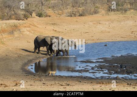 Les éléphants buvant dans un trou d'eau du parc national Kruger pendant les vautours et un jackal observent Banque D'Images