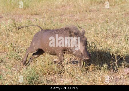 Sale warthog commun (Phacochoerus africanus) après avoir profité d'un bain de boue dans le parc national de Mapungubwe, Afrique du Sud avec bokeh Banque D'Images