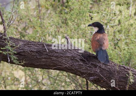 Burchells Coucal perché dans un arbre dans le parc national de Mapungubwe Afrique du Sud Banque D'Images