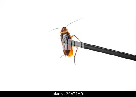 Contient un cafard avec des baguettes chinoises. Insectes comme nourriture. Concept de nourriture étrange exotique Banque D'Images