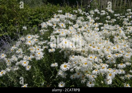 Fleurs d'été blanc Shasta Daisies (Leucanthemum x superbum 'Phyllis Smith') Culture dans une frontière herbacée dans un jardin de Cottage de campagne Dans Rural de Banque D'Images