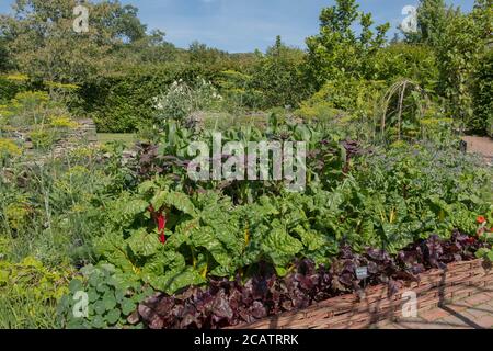 Lit de légumes avec des légumes biologiques cultivés à la maison poussant dans un jardin de Potager dans le Devon rural, Angleterre, Royaume-Uni Banque D'Images