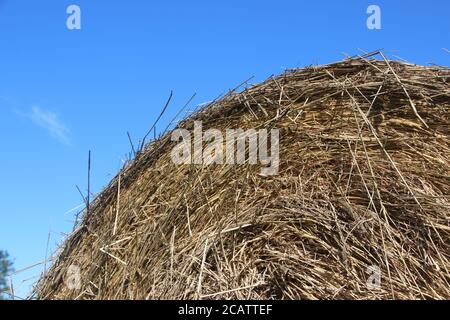 Récolte de foin sous caution dans un paysage de champ doré sous bleu clair ciel Banque D'Images
