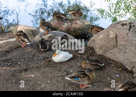 drake blanc avec des canards colverts réguliers sur la rive de la baie de Tööölönlahti à Helsinki, en Finlande Banque D'Images