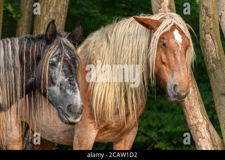 Brouillon Portrait de cheval dans un pâturage dans le pays français Banque D'Images