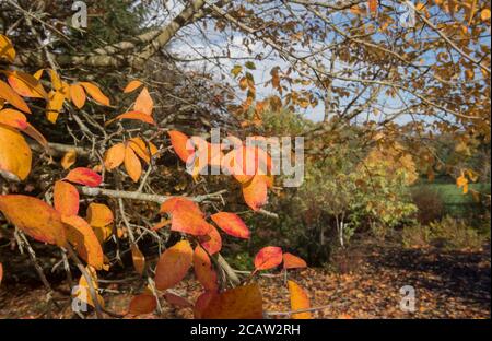 Orange vif feuilles d'automne d'un Tupelo ou d'un Gomme noir Arbre (Nyssa sylvatica) dans un jardin des bois Banque D'Images