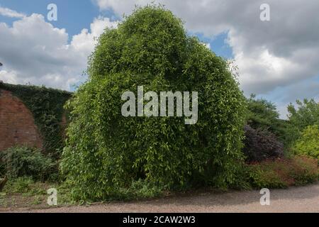 Feuillages d'été d'un Tupelo ou d'un Gomme noir (Nyssa sylvatica) dans un jardin dans le Cheshire rural, Angleterre, Royaume-Uni Banque D'Images