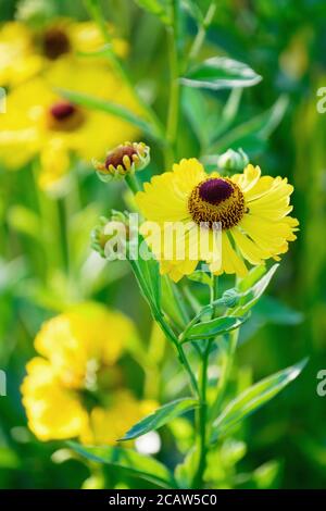 Les fleurs jaunes de Helenium 'Riverton Beauty' Sneezeweed 'Riverton Beauty' éternuent Mauvaise herbe « Riverton Beauty » à la fin de l'été Banque D'Images