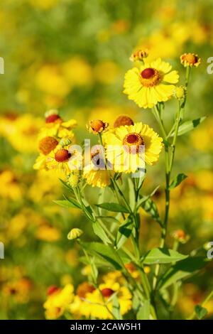 Les fleurs jaunes de Helenium 'Riverton Beauty' Sneezeweed 'Riverton Beauty' éternuent Mauvaise herbe « Riverton Beauty » à la fin de l'été Banque D'Images