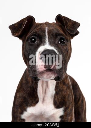 Photo tête de jeune bringé avec chien américain blanc Staffordshire Terrier, face à l'avant, regardant l'appareil photo avec des yeux sombres et des oreilles de disquettes. Isolé sur Banque D'Images