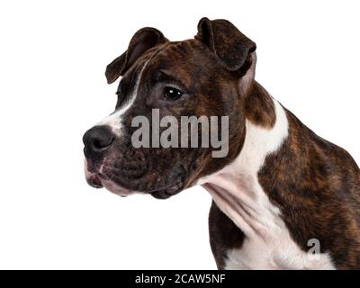 Photo de tête de jeune bringé avec un chien américain blanc Staffordshire Terrier, en regardant les côtés / profil avec des yeux sombres et des oreilles de disquettes. Isolé sur whi Banque D'Images