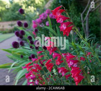 De belles fleurs roses et violettes dans le parterre fleuri qui se répandent sur le chemin Banque D'Images