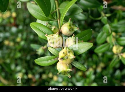 Buxus sempervirens, fruits, gros plan, Bavière Allemagne, Europe Banque D'Images