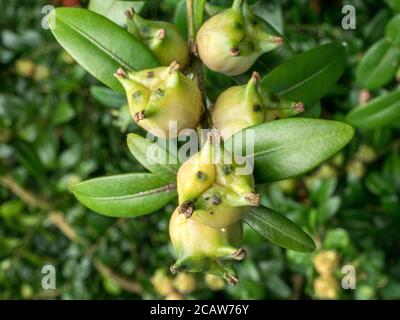 Buxus sempervirens, fruits, gros plan, Bavière Allemagne, Europe Banque D'Images