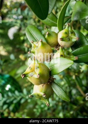 Buxus sempervirens, fruits, gros plan, Bavière Allemagne, Europe Banque D'Images