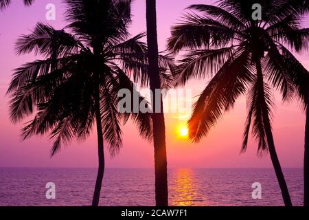 Palmiers et soleil, coucher de soleil tropical pris à Goa, Inde Banque D'Images