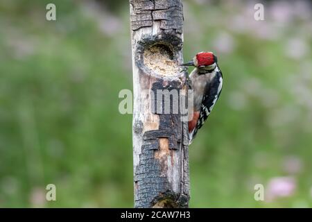 Un grand pic mâle à pois qui trouve de la nourriture sur un vieux tronc d'arbre, un été tôt le matin. Banque D'Images