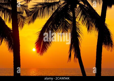 Palmiers silhouettes contre le ciel de coucher de soleil pris à Varkala. Kerala, Inde Banque D'Images