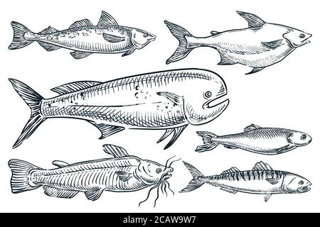 Ensemble de poissons de mer, isolé sur fond blanc. Illustration vectorielle d'esquisse dessinée à la main. Produits de la mer éléments de conception alimentaire du marché. Dessin Doodle de poisson-chat, d Illustration de Vecteur