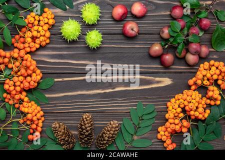 Concept de récolte d'automne, maquette. Cadre avec espace de copie, pose à plat. Baies de Rowan, petites pommes, cônes de pin et châtaignes vertes sur une table en bois sombre. S Banque D'Images