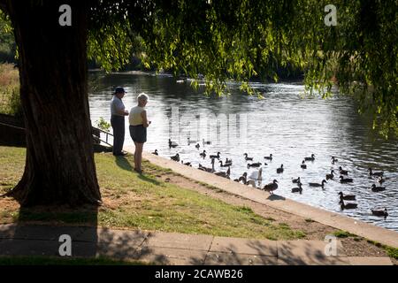 Couple âgé nourrissant les canards dans la rivière Avon, St. Nicholas Park, Warwick, Royaume-Uni Banque D'Images