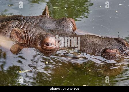 hippopotame nageant dans l'eau Banque D'Images