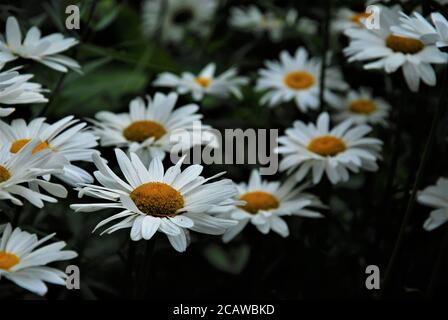 Leucanthemum - un peu marguerite dans le lit de fleur Banque D'Images