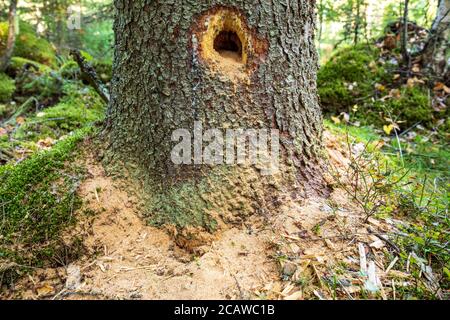 Le pic noir ( Dryocopus martius ) a fait un trou au vieux tronc d'épinette tout en recherchant des fourmis de charpentier du tronc d'arbre pourri , Finlande Banque D'Images