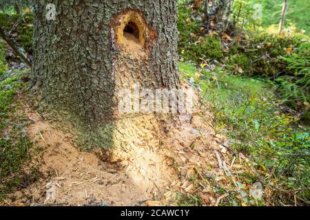 Le pic noir ( Dryocopus martius ) a fait un trou au vieux tronc d'épinette tout en recherchant des fourmis de charpentier du tronc d'arbre pourri , Finlande Banque D'Images