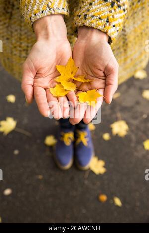 Gros plan de feuilles d'érable jaune couchées dans les mains de la femme. Automne, saison d'automne Banque D'Images