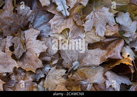 Feuilles congelées de différents arbres se trouvant sur le sol. Feuilles jaunes tombées couvertes de glace, vue de dessus. Fin de l'automne.texture des feuilles d'érable couvertes par Banque D'Images