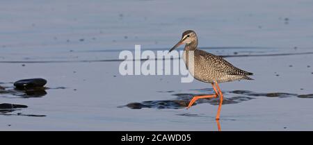 Jeune dent rouge tachetée (Tringa erythropus) marchant dans l'eau Banque D'Images