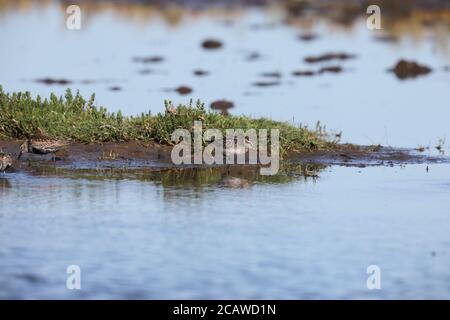 Pondeuses à bec large (Calidris falcinellus) sur les terres humides Banque D'Images