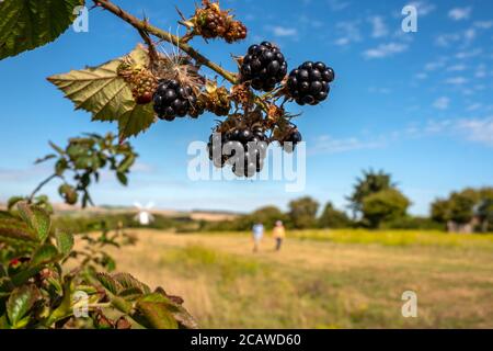 Brighton, Royaume-Uni, 6 août 2020 : mûres sauvages dans un East Sussex hedgerow Banque D'Images