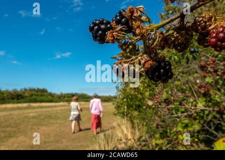 Brighton, Royaume-Uni, 6 août 2020 : mûres sauvages dans un East Sussex hedgerow Banque D'Images