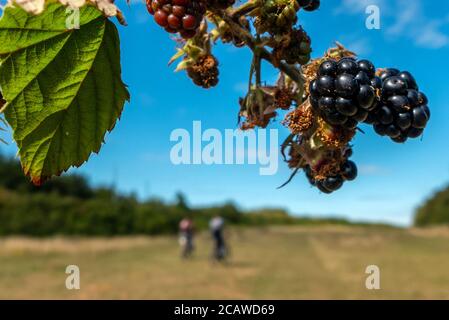 Brighton, Royaume-Uni, 6 août 2020 : mûres sauvages dans un East Sussex hedgerow Banque D'Images