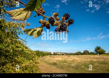 Brighton, Royaume-Uni, 6 août 2020 : mûres sauvages dans un East Sussex hedgerow Banque D'Images