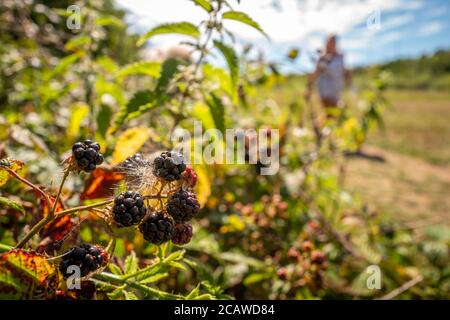 Brighton, Royaume-Uni, 6 août 2020 : mûres sauvages dans un East Sussex hedgerow Banque D'Images