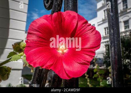 Brighton, Royaume-Uni, 4 août 2020 : une belle fleur rouge qui fleurit dans le centre-ville de Brighton Banque D'Images