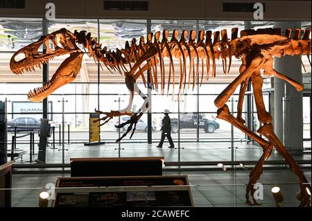 NIGER, Niamey, aéroport, os fossiles de dinosaures Afrovenator abakensis / Dinosaurier Skelett am Flughafen Banque D'Images