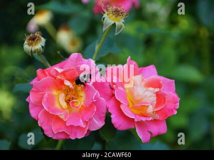 Une abeille pollinisant les roses rose knockout floraison dans le été Banque D'Images