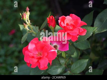 Les roses roses rose qui fleurissent en été Banque D'Images