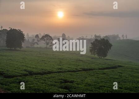 Soleil tôt le matin sur les plantations de thé, Ouganda Banque D'Images