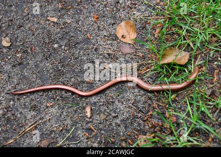 Anguis fragilis, le ver du ralentissement, est un lézard sans vermicelles originaire d'Eurasie. Semblable à un serpent. Banque D'Images