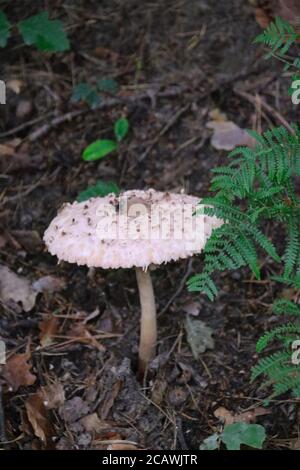 Macrolepiota champignon, un grand parapluie de champignon pousse dans la forêt Banque D'Images