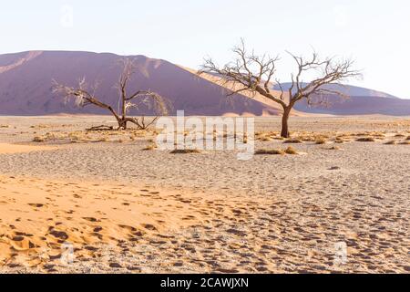 Vue sur les arbres près de la dune 45 dans le désert du Namib, Sossusvlei, dans le parc national Namib-Naukluft de Namibie Banque D'Images