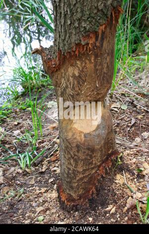 Un castor a laissé le travail à moitié fait!!! L'arbre n'est qu'à moitié coupé Banque D'Images